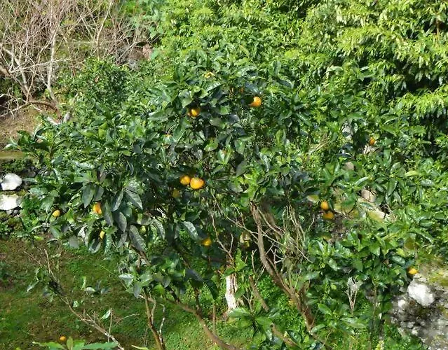 The Emigrant House By Pontanegraazores * Biscoitos (Terceira)